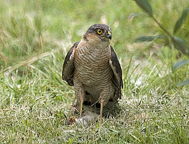 Accipiter nisus